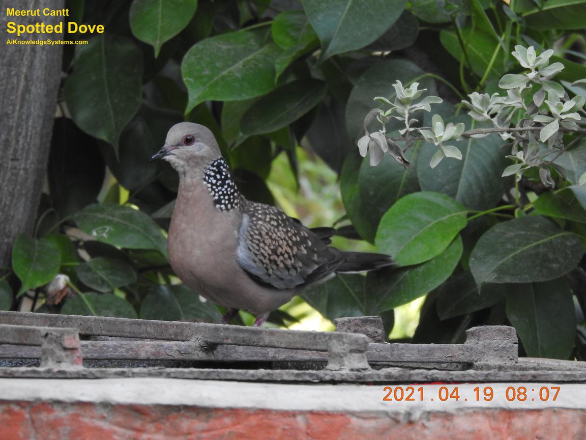 Dove Spotted (146) Coming Soon